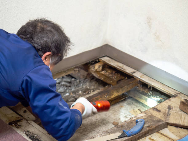 Mold Testing and Removal in Hooks, TX