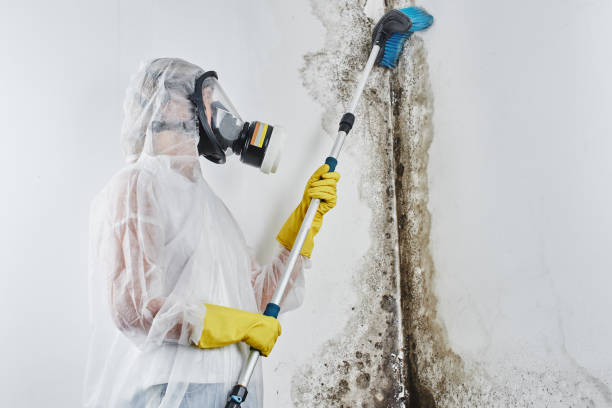 Best Mold Remediation  in Hooks, TX