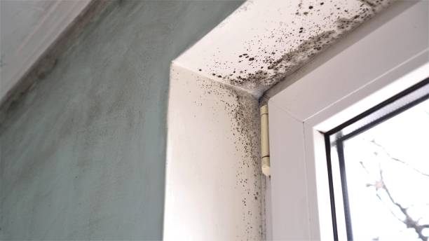 Best Mold Cleaning Services  in Hooks, TX