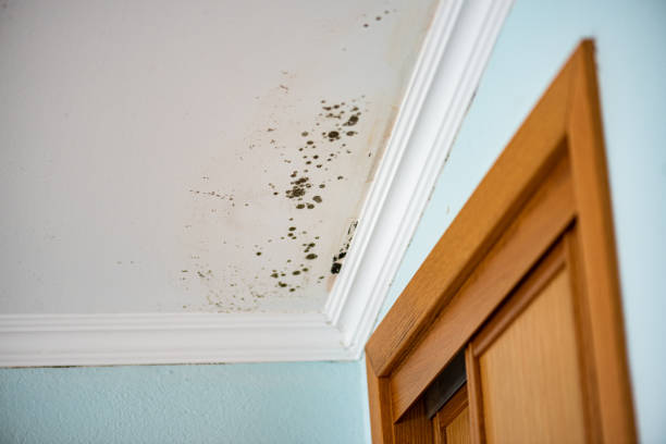 Best Black Mold Removal  in Hooks, TX