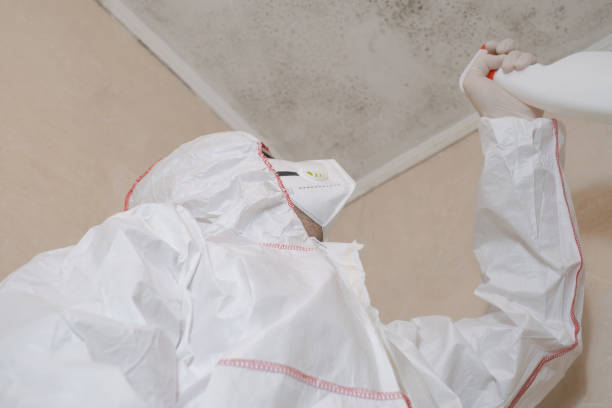 Best Certified Mold Removal  in Hooks, TX