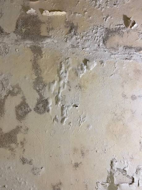 Trusted Hooks, TX Mold Removal Experts