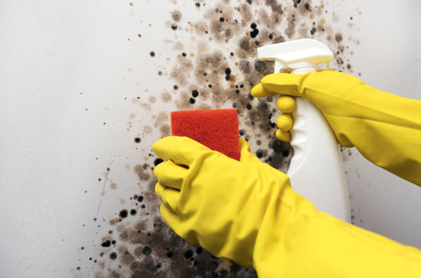 Certified Mold Removal in Hooks, TX