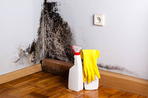 Best Commercial Mold Removal  in Hooks, TX