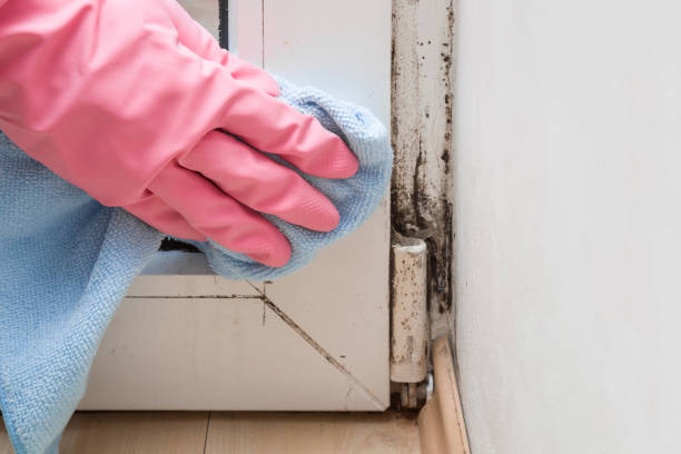 Office Mold Removal Services in Hooks, TX