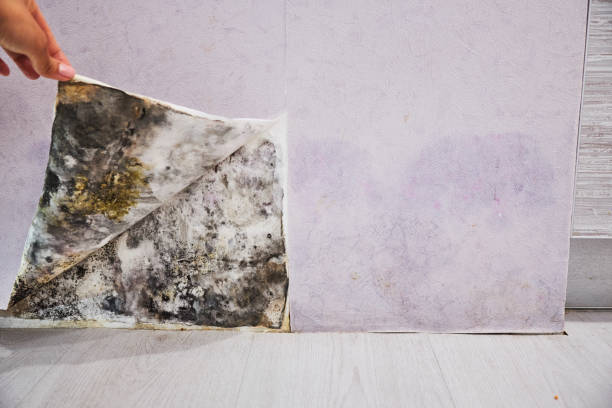Best Affordable Mold Removal  in Hooks, TX